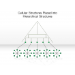 Cellular Structures Placed into Hierarchical Structures