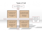 Types of Cell